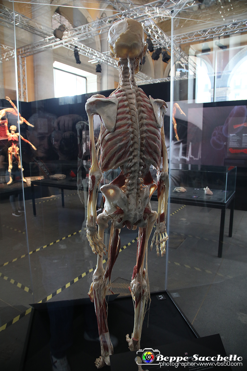 VBS_2838 - Mostra Body Worlds.jpg